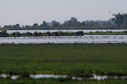 Aves en el Charco de la Boca, en el Parque Nacional de Doñana, el pasado febrero.