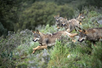  Una manada de lobos corren por Antequera (M&aacute;laga).