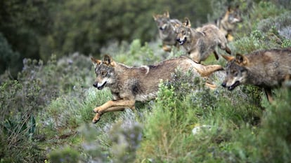  Una manada de lobos corren por Antequera (M&aacute;laga).