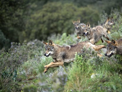  Una manada de lobos corren por Antequera (M&aacute;laga).