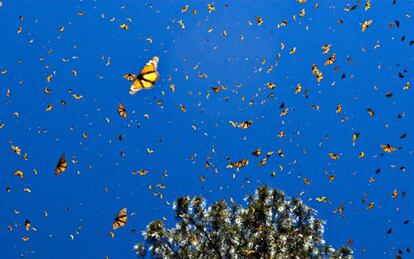 Mariposas monarca volando en el santuario de El Rosario, en M&eacute;xico, declarado Reserva de la Biosfera. 