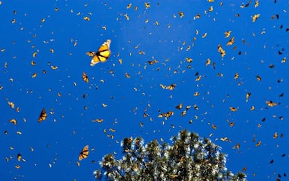 Mariposas monarca volando en el santuario de El Rosario, en M&eacute;xico, declarado Reserva de la Biosfera. 