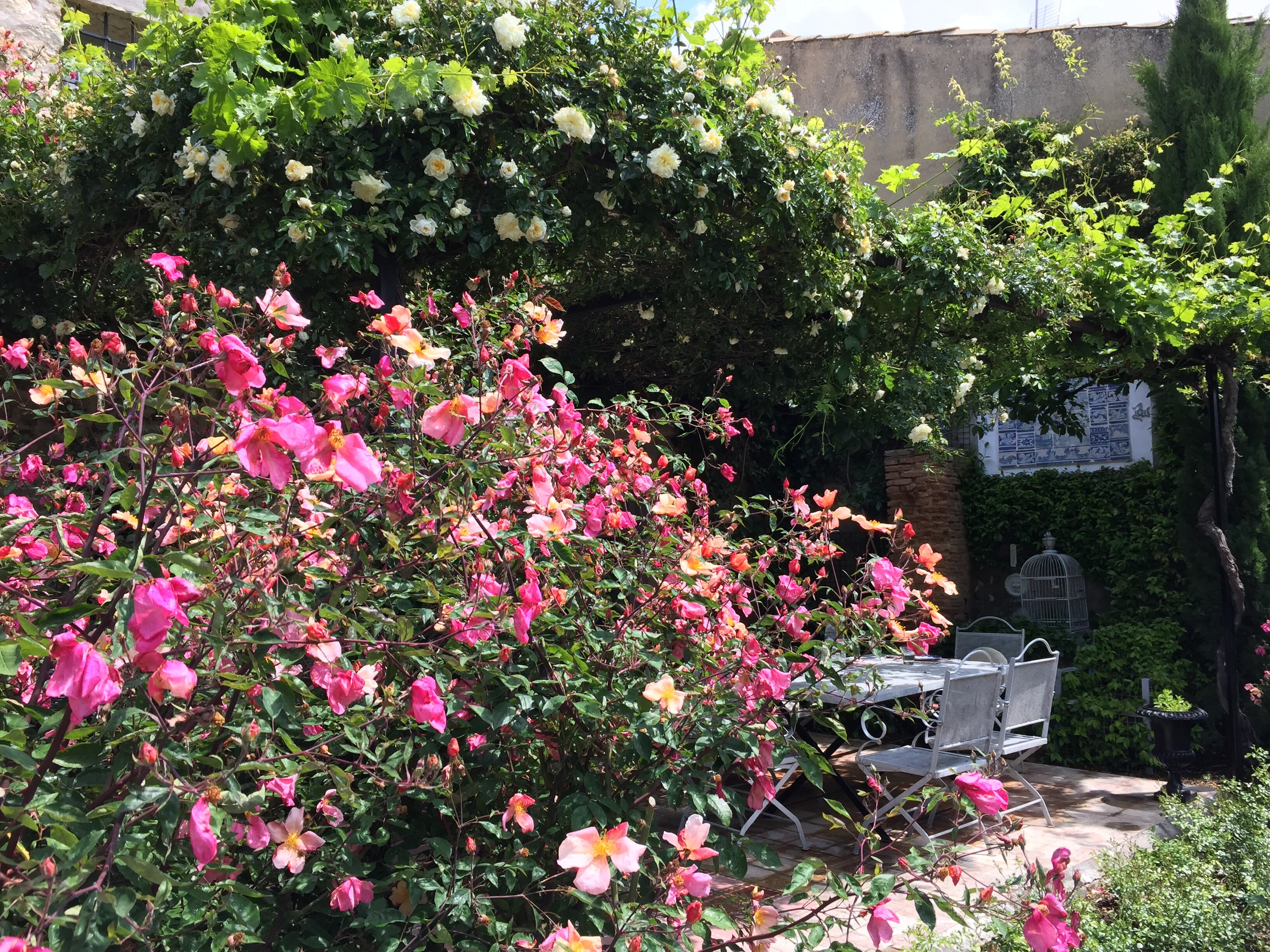 Los colores rosados y amarillentos de la rosa 'Mutabilis' iluminan el jardín alquímico de Manuel Gómez Anuarbe en Uclés (Cuenca).