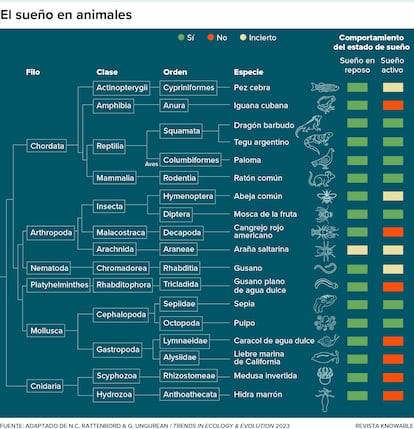 Los científicos están descubriendo diferentes fases del sueño en más y más criaturas de todo el reino animal.