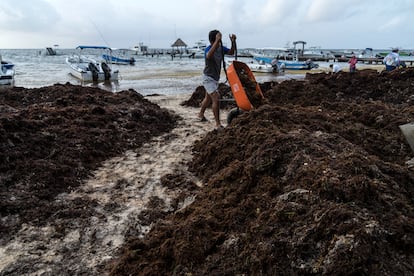 Un hombre transporta sargazo para evitar que se acumule en la costa de Puerto Morelos, en el Estado de Quintana Roo, en 2019.