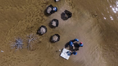 Un grupo de mujeres conocidas como 'Las chelemeras' trabajan para revivir manglares en las costas de Progreso (Yucatán), el 8 de febrero. Los manglares de esta zona se encuentran amenazados por las construcciones, la deforestación y la emergencia climática.