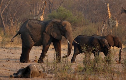 Parque Nacional de Hwange en Zimbabue