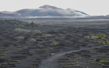 Los viñedos de Lanzarote, semienterrados en el picón negro, tal y como se denomina en la isla a la grava volcánica.