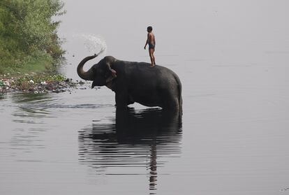 Un cuidador sobre un elefante en el río Yamuna en Nueva Delhi (India).
