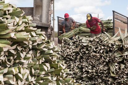 Dos empleados descargan hojas de henequén en la desfibradora San Carlos, en Baca. Según variedades, las hojas de henequén miden hasta 1,5 metros de largo y unos 10-15 centímetros de ancho.
