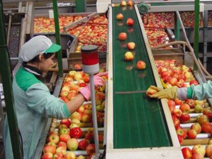 Dos trabajadores revisando la fruta en una cadena de producci&oacute;n.