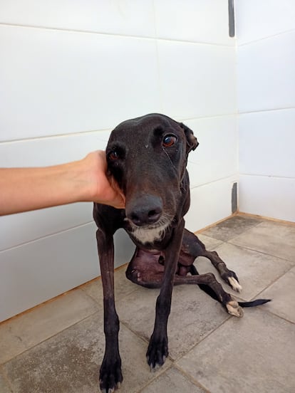 Clark, un galgo negro al que dejaron atado en la puerta de Galgos del Sur. Estaba desnutrido y tenía una fractura en una pata.