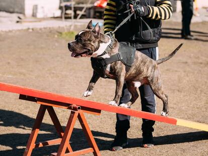 Staffordshire Terrier americano en el entrenamiento al aire libre. 