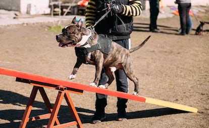 Staffordshire Terrier americano en un entrenamiento al aire libre.
