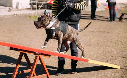 Staffordshire Terrier americano en un entrenamiento al aire libre.