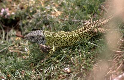 Un ejemplar de lagarto verdinegro.