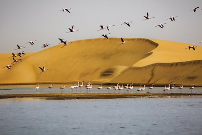 Costa de los Esqueletos (Namibia). Sombría, dura y hermosa. Barcos naufragados y huesos de animales se esparcen por esta costa africana, donde las olas chocan contra el brutal desierto. Hay pocos lugares en el mundo donde se puedan ver leones acechando a leones marinos y elefantes corriendo por una playa, como ocurre en este aislado tramo de la costa de Namibia, al norte de Swakopmund.