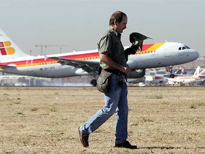 Halcones en Barajas