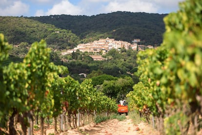 Viñedos Château Minuty