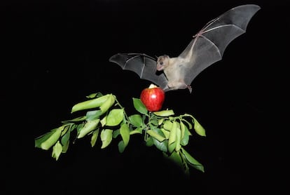 Murciélago de la fruta ('Rousettus aegyptiacus').