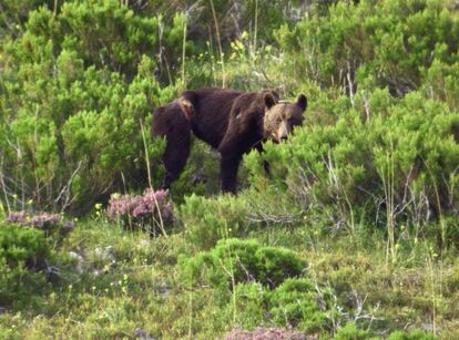 Ejemplar de oso pardo en la Cordillera Cantábrica.