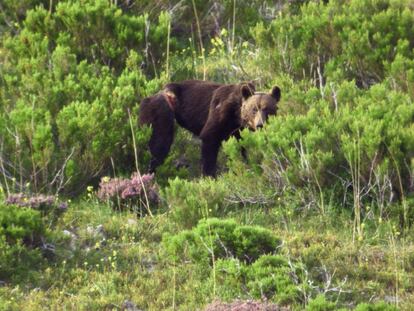 Ejemplar de oso pardo en la Cordillera Cantábrica.