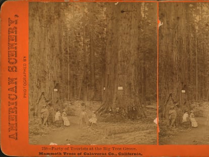 'El aroma de los bosques' Dominique Roques