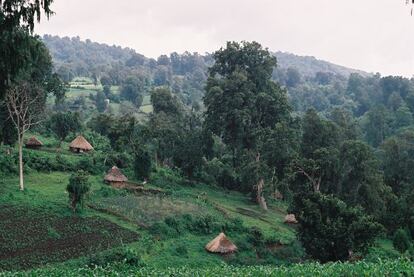 La agricultura constituye el modo de vida de la mayor parte de la población en Etiopía