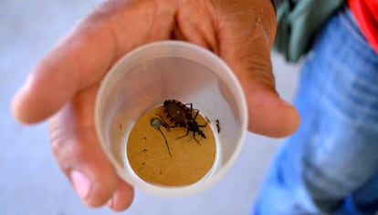 La vinchuca es el vector del chagas. Esta fue recogida en Punata (departamento de Cochabamba, Bolivia).