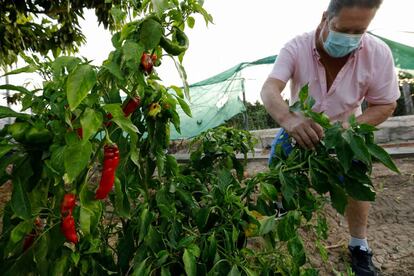 Un agricultor cultiva pimientos en Santomera, Murcia.