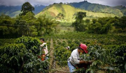 A coffee plantation in Gigante, Colombia.