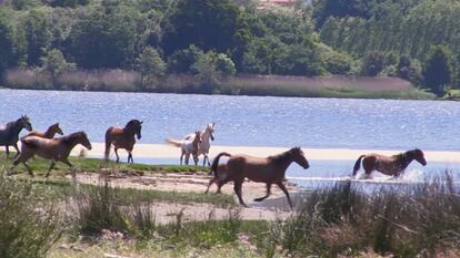 Caballos de las islas del Miño en O Rosal, en un fotograma del documental 'O borboriñar das ínsuas', realizado por alumnos del CPI Suárez Marquier.