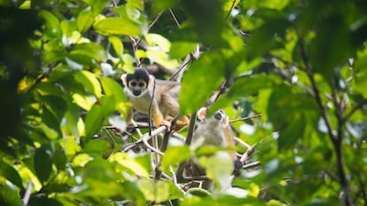 Macaco-de-cheiro na Reserva Mamirauá