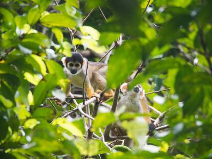Macaco-de-cheiro na Reserva Mamirauá