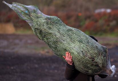 Un hombre transporta un árbol ya envuelto.