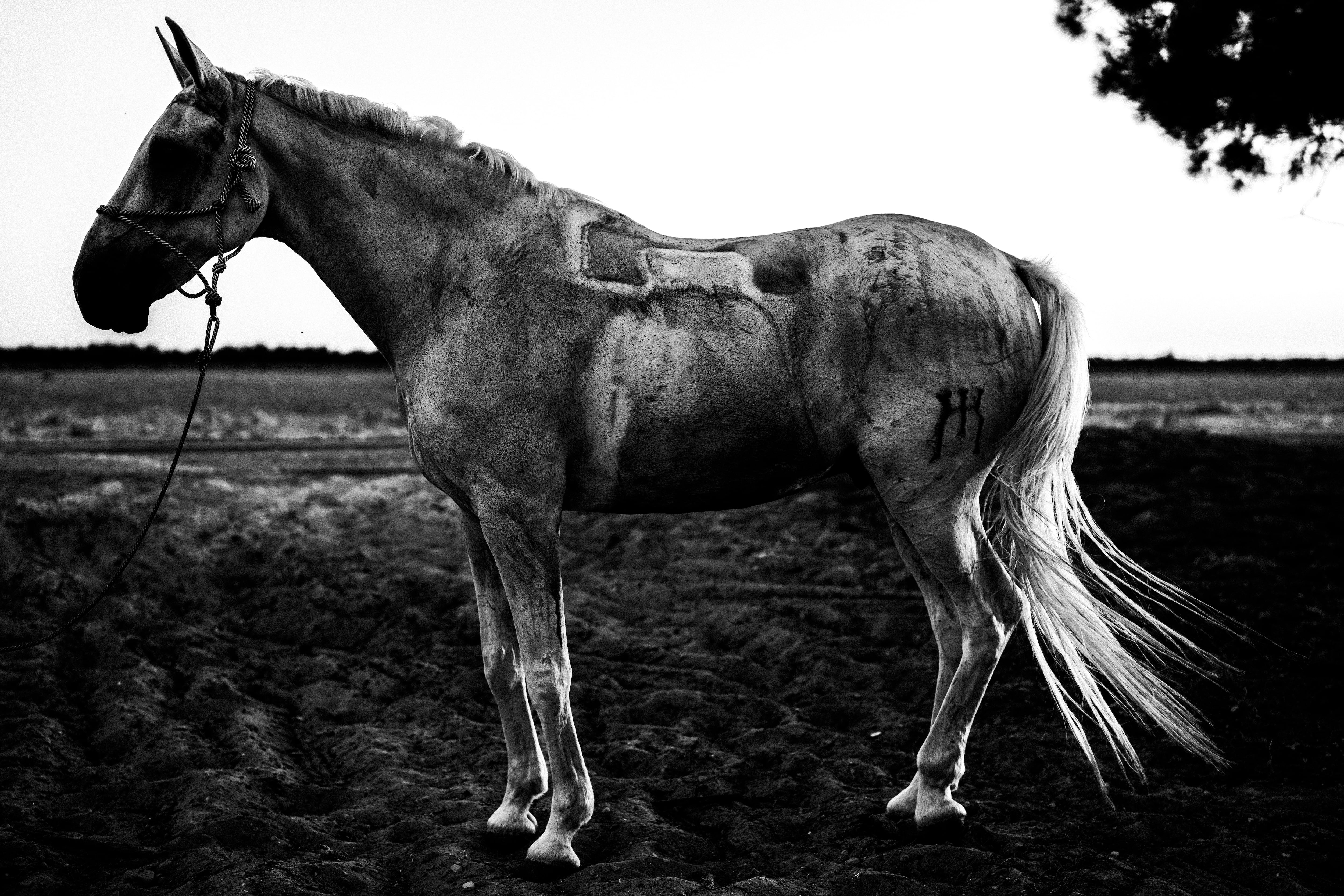 La cría del caballo en el entorno de Doñana se remonta, según el archivo de la Casa de Medina Sidonia, al menos al año 1504.