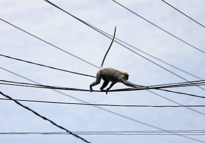 Un mono camina sobre las líneas eléctricas en una calle de Colombo (Sri Lanka).