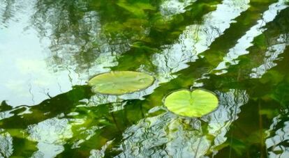 Nenúfares en el río Lobos