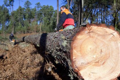 Tala de pinos enfermos en As Neves, en el sur de la provincia de Pontevedra.