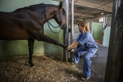 Hay 13 facultades de Veterinaria en España, frente a las cuatro francesas y cinco alemanas, recuerdan los decanos de Veterinaria que se oponen a que se abran dos más en las universidades privadas Católica de Murcia y Europea de Madrid. En la imagen, la experta del Hospital Veterinario de la Complutense estira una de las patas de 'Arvejón'.