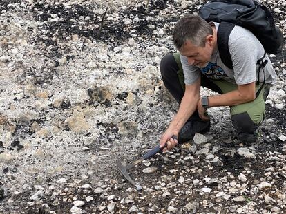 Jorge Mataix Solera, en una zona afectada por la alta severidad del fuego.