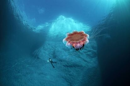 Una medusa ártica gigante ('Cyanea capillata') en aguas de Groenlandia.