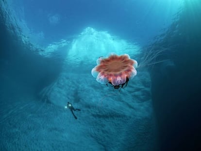 Una medusa ártica gigante ('Cyanea capillata') en aguas de Groenlandia.