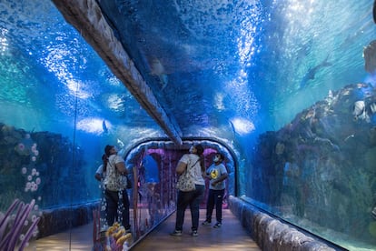 Visitantes recorren el tanque principal del acuario Inbursa, en Ciudad de México