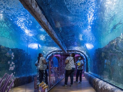 Visitantes recorren el tanque principal del acuario Inbursa, en Ciudad de México, en marzo.