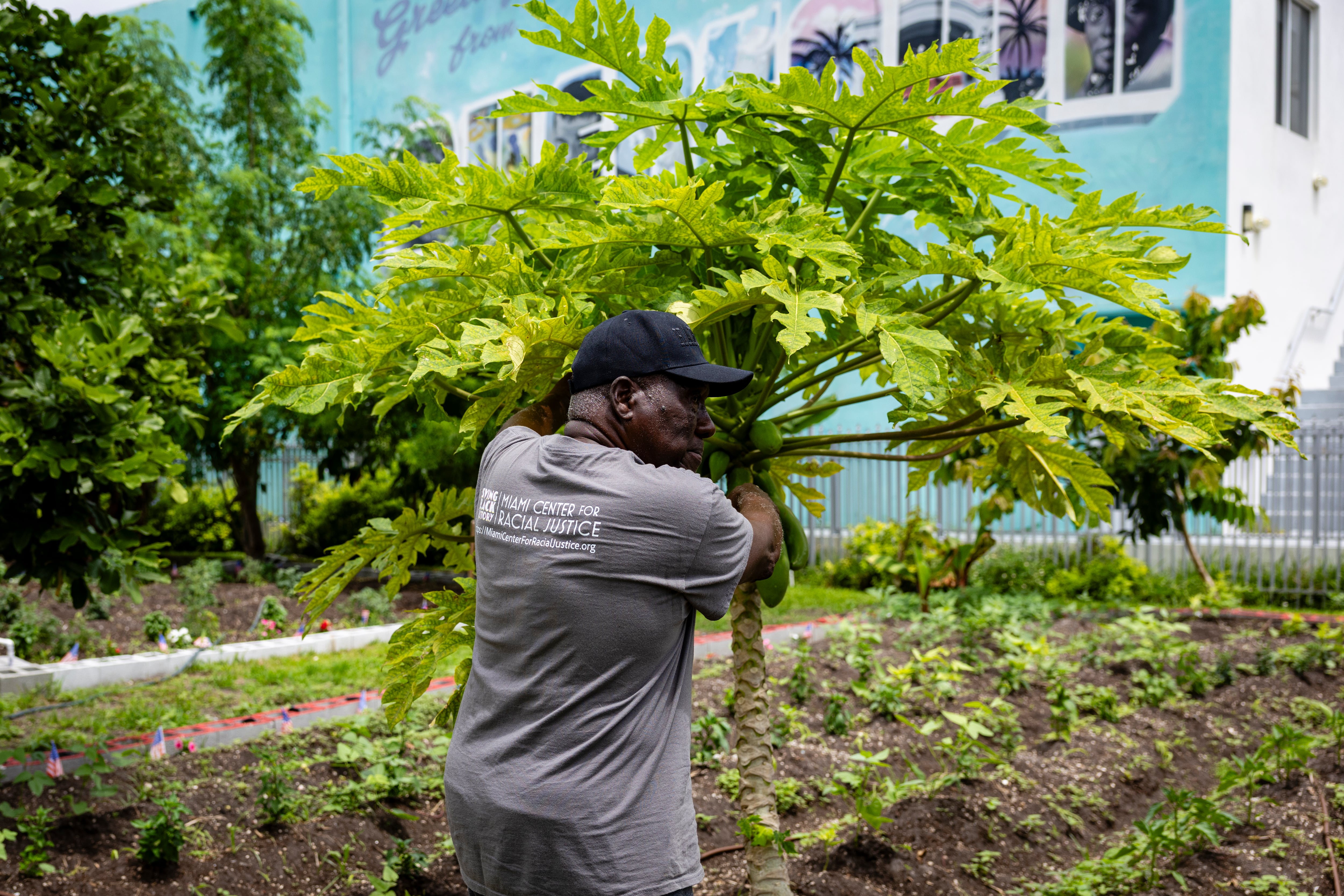 Marvin Dunn revisa unos cultivos en Dunn’s Overtown Farm, el 27 de mayo.