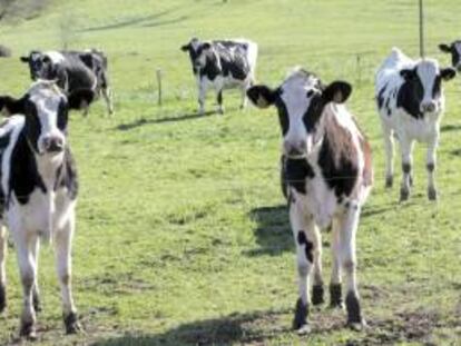 Unas vacas pastan en la localidad coruñesa de Arzúa. EFE/Archivo