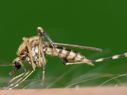 ¿Por qué nos pican los mosquitos, pero no a todos por igual?