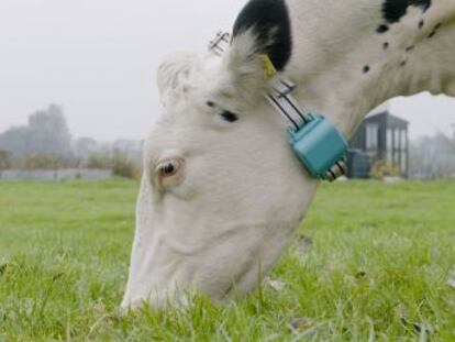 Una  start-up  utiliza  collares inteligentes  en vacas para incrementar la producción de leche