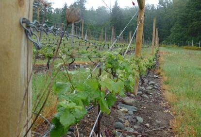 Con el cambio climático, los viñedos de regiones tan al norte como la isla de Vancouver (como el de la imagen) podrán albergar más variedades de uva.